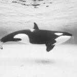 Orca DEX review